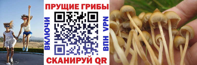 Псилоцибиновые грибы мицелий  blacksprut сайт  Темников  магазин  наркотиков 